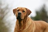 TOSA INU 515